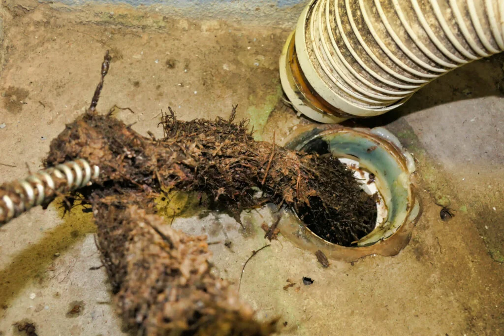 Roots being removed from a toilet drainage pipe using an electrically operated sewer snake 
