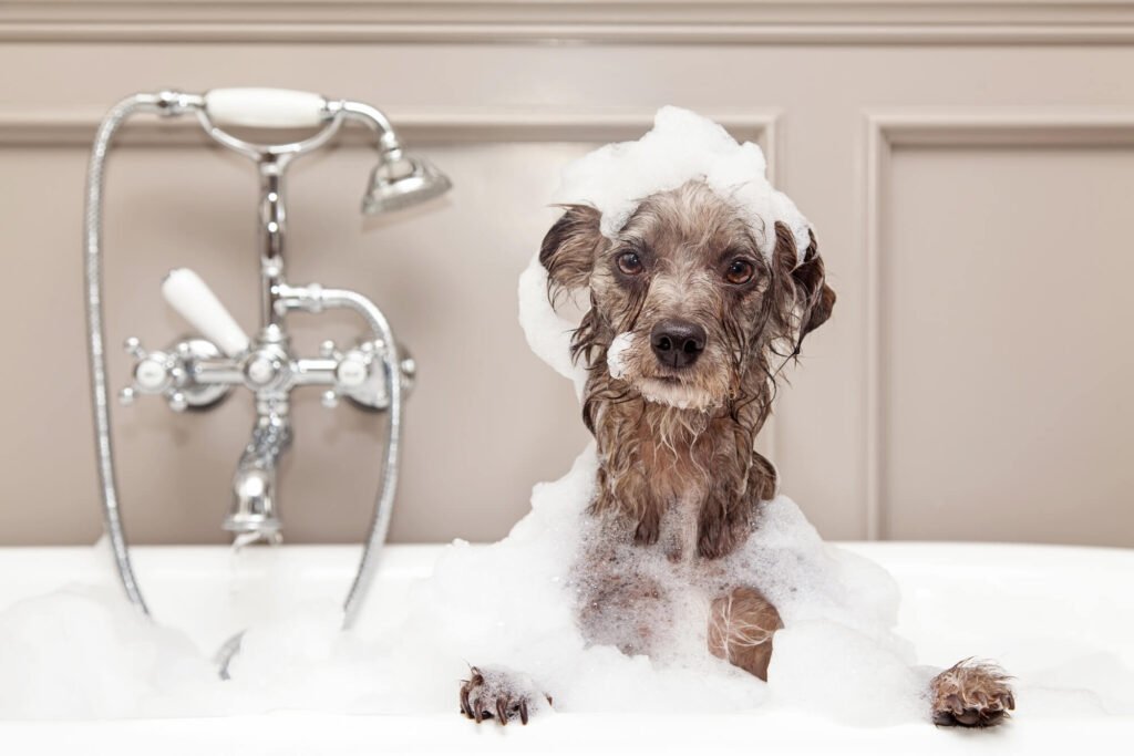 Terrier dog taking bubble bath 